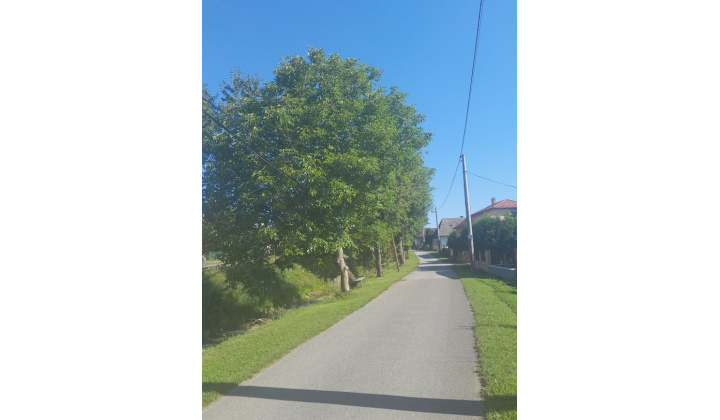 Fotka pre článok Arboristické práce, ošetrenie drevín Zbudská Belá