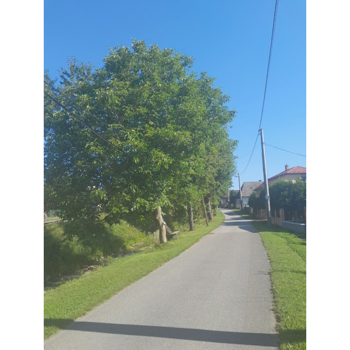 Menšia fotka pre článok Arboristické práce, ošetrenie drevín Zbudská Belá